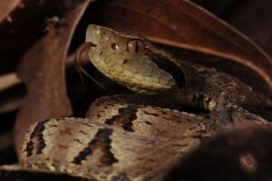 Jararaca_-_Bothrops_jararaca_-_Sibilando